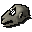 Lizard skull