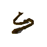 Cave eel