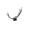 Antlers